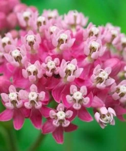 Garden Goods Direct Swamp Milkweed