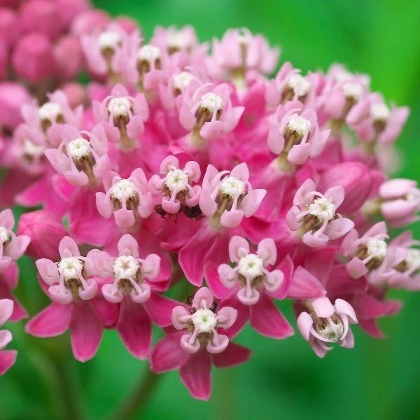 Garden Goods Direct Swamp Milkweed 2 Garden Goods Direct Swamp Milkweed