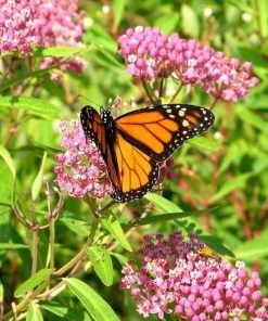 Garden Goods Direct Swamp Milkweed 6 Garden Goods Direct Swamp Milkweed