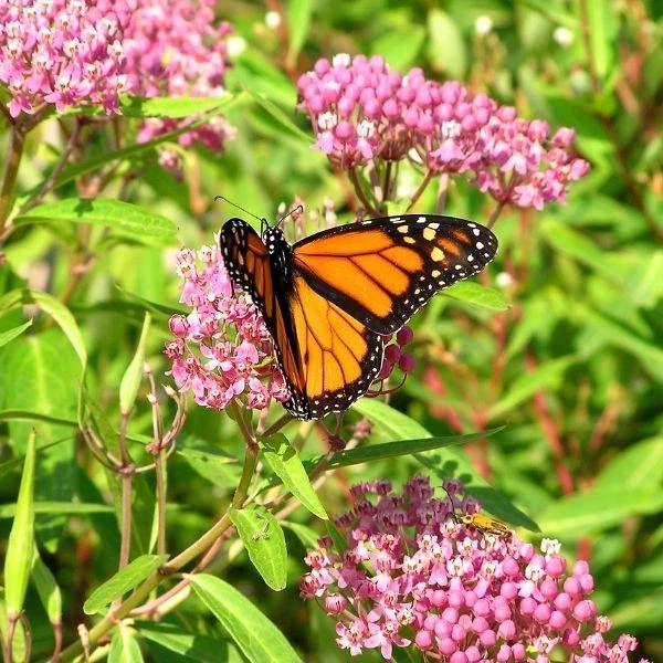 Garden Goods Direct Swamp Milkweed 3 Garden Goods Direct Swamp Milkweed