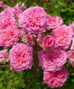 Garden Goods Direct Sweet Drift® Rose