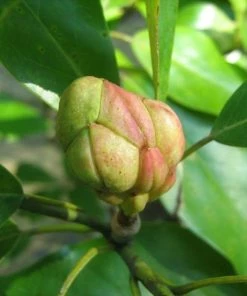 Garden Goods Direct Sweetbay Magnolia Trees 7 Garden Goods Direct Sweetbay Magnolia Trees