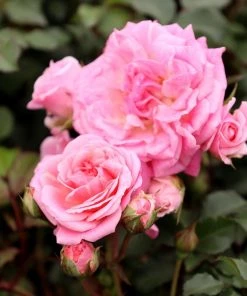 Garden Goods Direct Sweet Drift® Rose