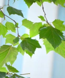 Garden Goods Direct American Sycamore Tree