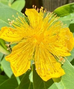 Garden Goods Direct St. John's Wort