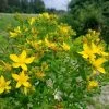 Garden Goods Direct St. John's Wort
