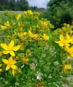 Garden Goods Direct St. John's Wort