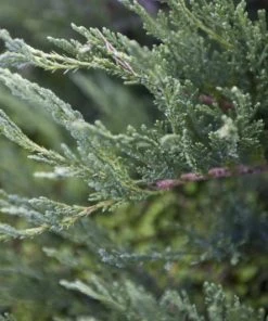 Garden Goods Direct Blue Tamarix Juniper Shrubs