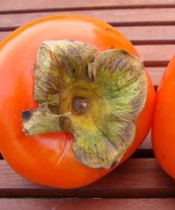 Garden Goods Direct Tanenashi Persimmon Tree Fruit & Nut