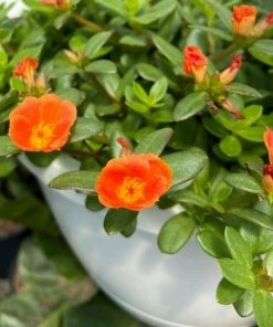 Garden Goods Direct Orange Portulaca Annuals