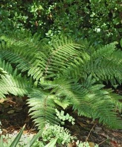 Garden Goods Direct Tassel Fern Perennials
