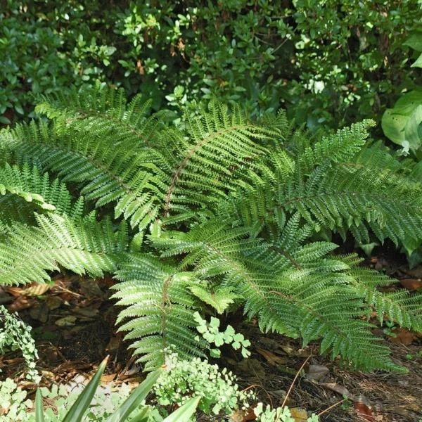 Garden Goods Direct Tassel Fern Perennials 1 Garden Goods Direct Tassel Fern Perennials