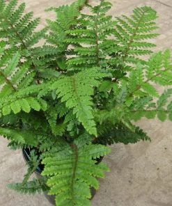 Garden Goods Direct Tassel Fern Perennials 6 Garden Goods Direct Tassel Fern Perennials