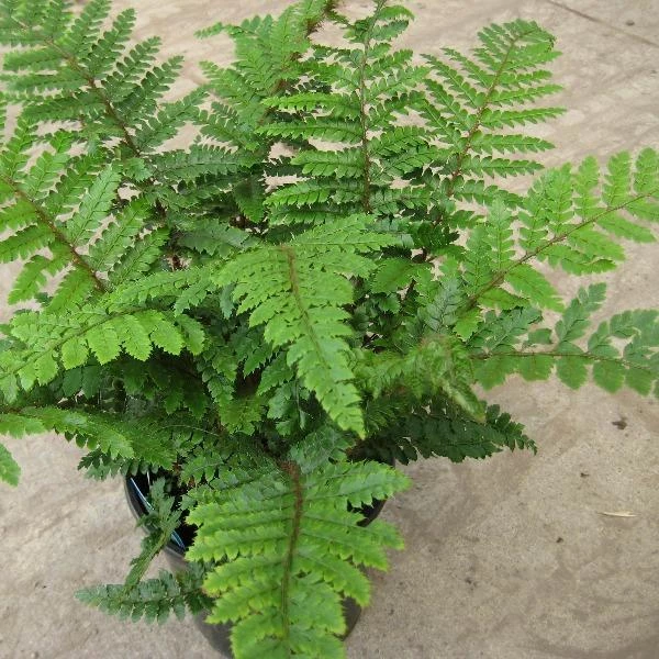 Garden Goods Direct Tassel Fern Perennials 3 Garden Goods Direct Tassel Fern Perennials