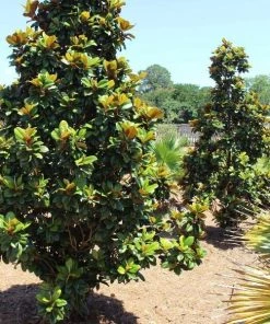 Garden Goods Direct Teddy Bear Magnolia