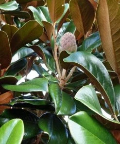 Garden Goods Direct Teddy Bear Magnolia