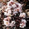 Garden Goods Direct Trees Ebony Glow Crape Myrtle