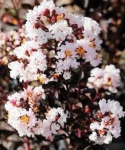 Garden Goods Direct Trees Ebony Glow Crape Myrtle