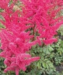 Garden Goods Direct Perennials Astilbe Visions In Pink
