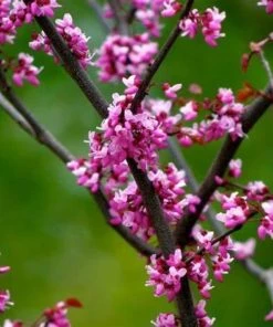 Garden Goods Direct Trees Forest Pansy Redbud