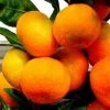 Garden Goods Direct Miho Satsuma Orange Tree