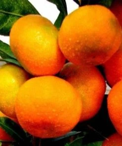 Garden Goods Direct Miho Satsuma Orange Tree