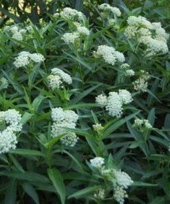 Garden Goods Direct Ice Ballet Asclepias Incarnata Perennials 7 Garden Goods Direct Ice Ballet Asclepias Incarnata Perennials
