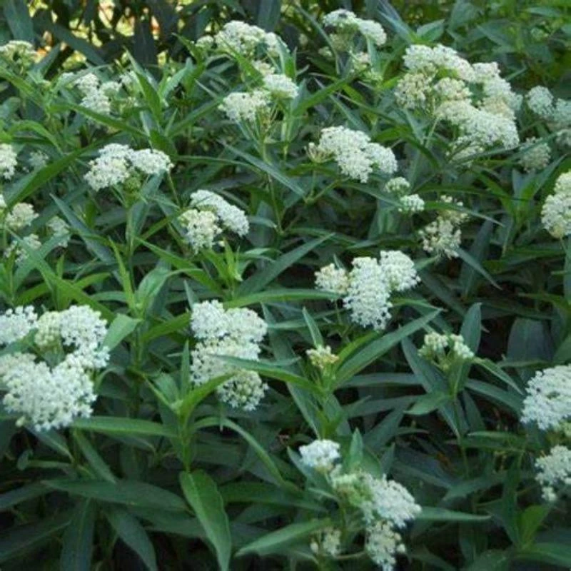 Garden Goods Direct Ice Ballet Asclepias Incarnata Perennials 4 Garden Goods Direct Ice Ballet Asclepias Incarnata Perennials