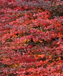 Garden Goods Direct Royal Burgundy Barberry 5 Garden Goods Direct Royal Burgundy Barberry