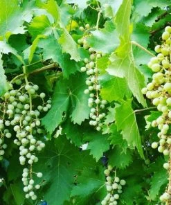 Garden Goods Direct Fruit & Nut Thompson Seedless Grape Vine 6 Garden Goods Direct Fruit & Nut Thompson Seedless Grape Vine