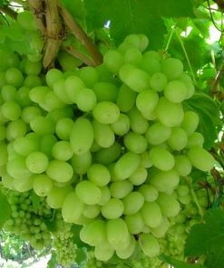 Garden Goods Direct Fruit & Nut Thompson Seedless Grape Vine