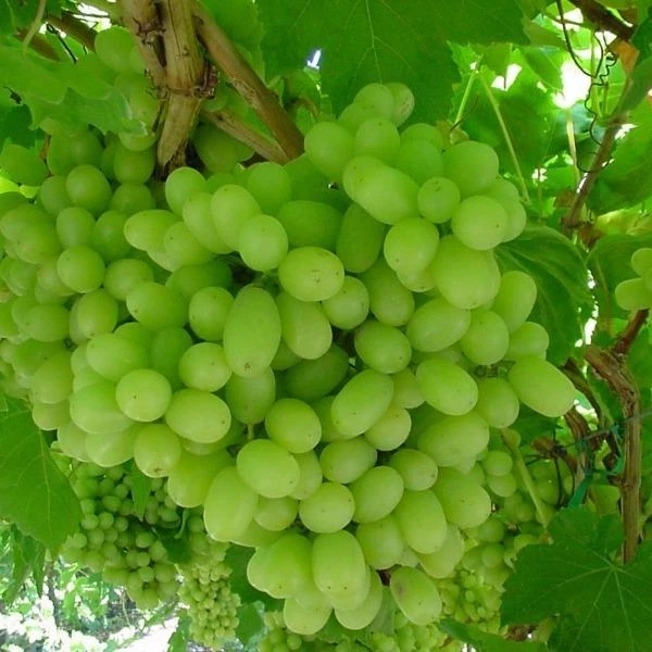 Garden Goods Direct Fruit & Nut Thompson Seedless Grape Vine 2 Garden Goods Direct Fruit & Nut Thompson Seedless Grape Vine