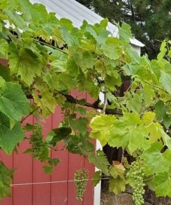 Garden Goods Direct Fruit & Nut Thompson Seedless Grape Vine 7 Garden Goods Direct Fruit & Nut Thompson Seedless Grape Vine