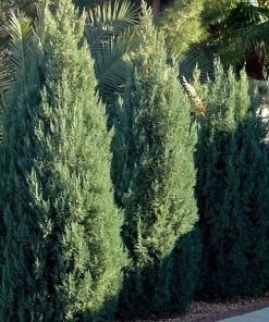 Garden Goods Direct Blue Point Juniper