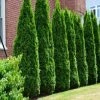 Garden Goods Direct Full Speed A Hedge® American Pillar Arborvitae Trees