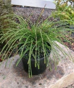 Garden Goods Direct Thuja Whipcord