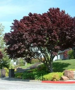 Garden Goods Direct Thundercloud Plum Tree Trees