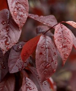 Garden Goods Direct Thundercloud Plum Tree Trees 5 Garden Goods Direct Thundercloud Plum Tree Trees