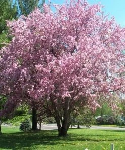 Garden Goods Direct Thundercloud Plum Tree Trees