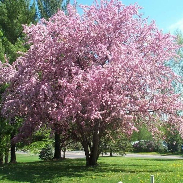 Garden Goods Direct Thundercloud Plum Tree Trees 1 Garden Goods Direct Thundercloud Plum Tree Trees