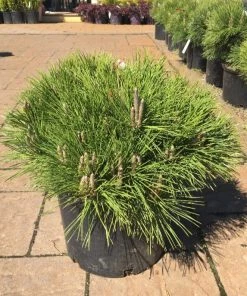 Garden Goods Direct Thunderhead Pine 7 Garden Goods Direct Thunderhead Pine