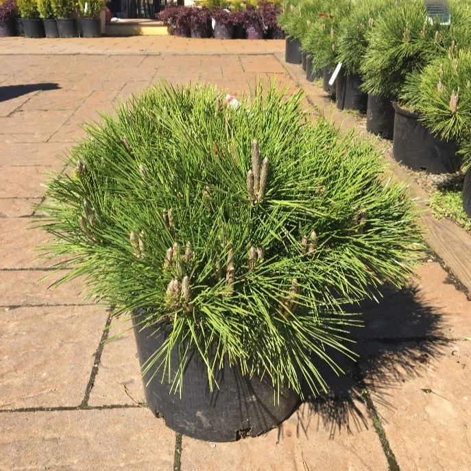 Garden Goods Direct Thunderhead Pine 4 Garden Goods Direct Thunderhead Pine