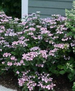 Garden Goods Direct Shrubs Proven Winners® Color Choice® Tiny Tuff Stuff™ Hydrangea