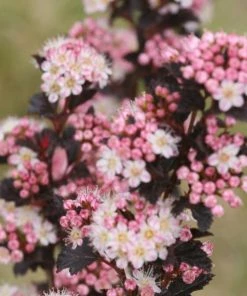 Garden Goods Direct Shrubs Proven Winners® Color Choice® Tiny Wine® Ninebark