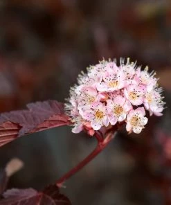 Garden Goods Direct Shrubs Proven Winners® Color Choice® Tiny Wine® Ninebark