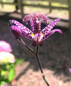 Garden Goods Direct Toad Lily
