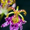 Garden Goods Direct Toad Lily