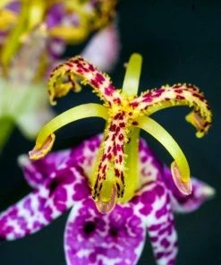Garden Goods Direct Toad Lily