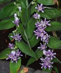 Garden Goods Direct Toad Lily