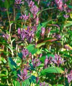 Garden Goods Direct Toad Lily